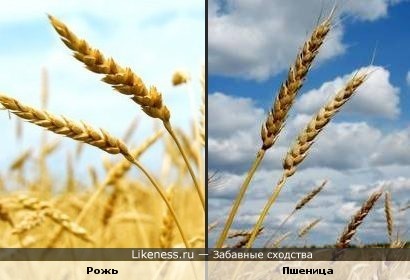 Рисунок ржи и пшеницы