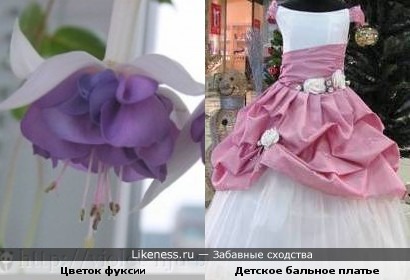 Цветок фуксии напомнил бальное платье