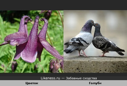 Цветок и голуби
