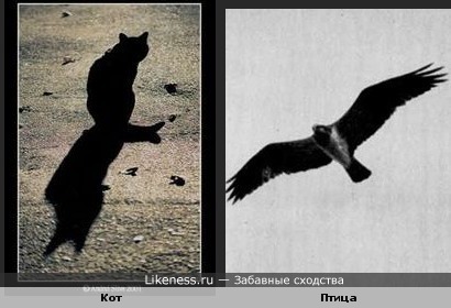 Силуэт кота с тенью похож на летящую птицу