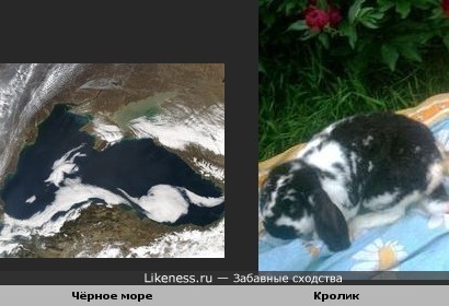 Чёрное море на снимке из космоса напомнило пятнистого кролика