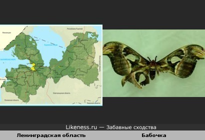 Карта Ленинградской области похожа на бабочку