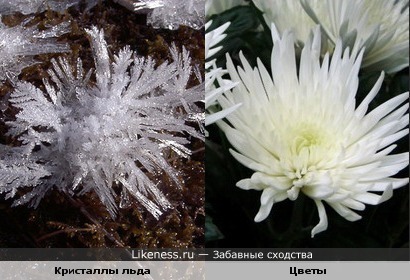 Кристаллы льда и хризантемы