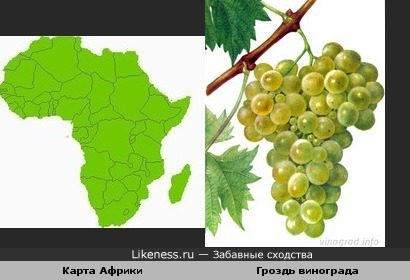 Карта Африки и гроздь винограда