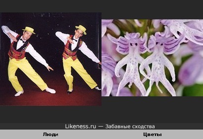 Цветы орхидеи напомнили танцующих людей