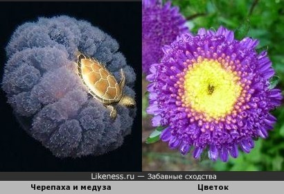 &quot;Черепаха верхом на медузе&quot; похожа на цветок с жёлтой серединкой