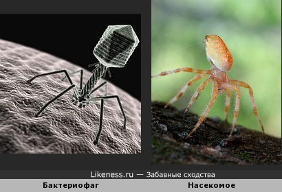 Бактериофаг и паук