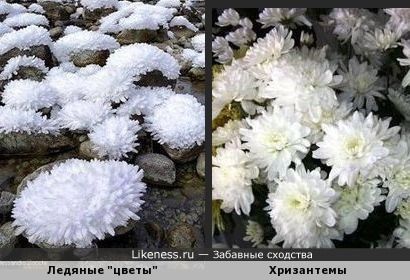 Лёд и хризантемы