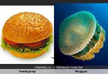 Не ешь гамбургеры - станешь большой зелёной медузой