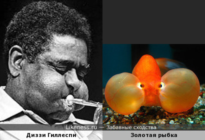 Золотой музыкант и золотая рыбка