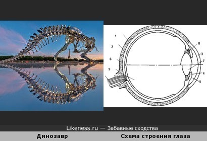 Скульптура динозавра с отражением, похожа на схему строения глаза