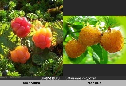 Солнечные ягоды из рода Рубус
