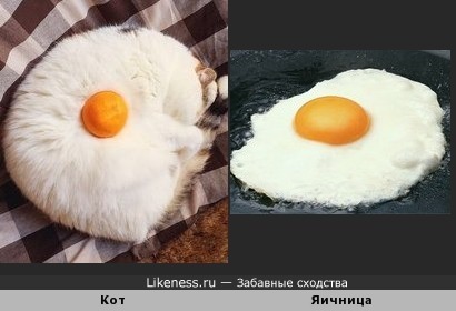 Василий Котофеевич Яичница