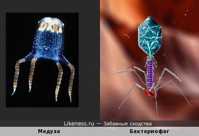 Медуза и бактериофаг