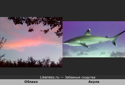 Облако-акула в небе промелькнула
