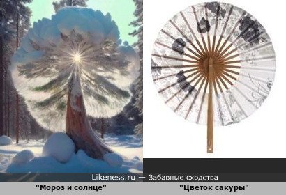 Дерево в снегу напомнило круглый веер