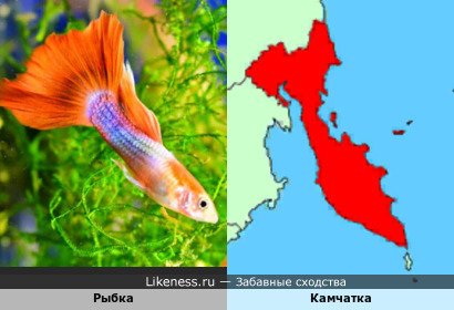 Рыбка напоминает полуостров Камчатка