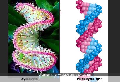 Цветок эуфорбии напоминает молекулу ДНК