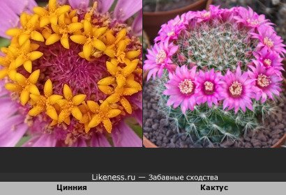 Серединка циннии похожа на цветущий кактус, а я уже 15 лет на сайте Лайкнесс :)