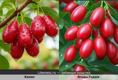 Кизил напоминает ягоды Годжи