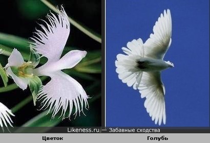 Цветок напоминает парящего белого голубя