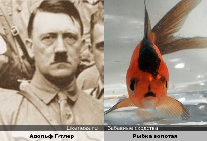 Эта рыбка похожа на Гитлера
