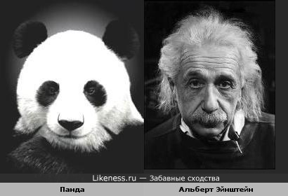 Панда похож на Альберта Эйнштейна