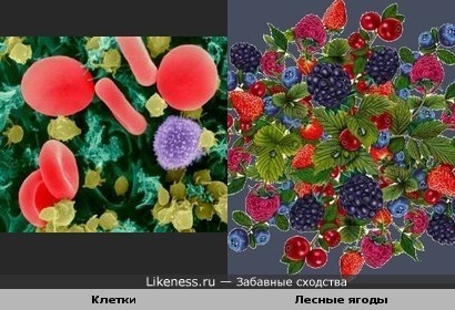 клетки и ягоды