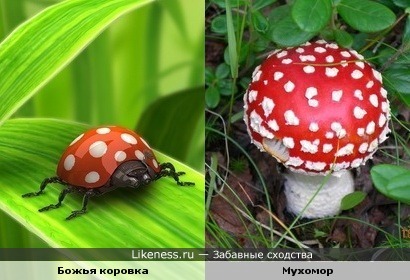 похожи расцветкой)))))))))