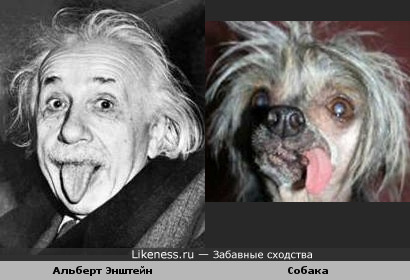 Альберт Энштейн и собачка