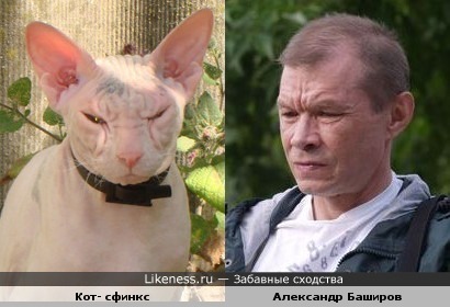 Актёр Александр Баширов и кот-сфинкс