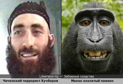 Чеченец похож на обезьяну