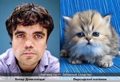 По-моему, Питер Диклэйдж похож на персидского котёнка =)