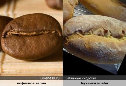 Зерно кофе напоминает хлеб