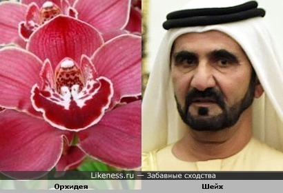 Лепесток орхидеи похож на шейха