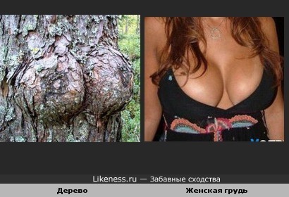 Дерево похоже на женскую грудь