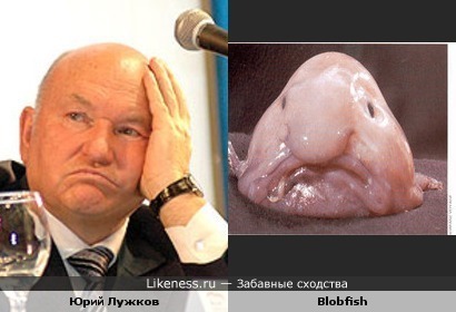Юрий Лужков похож на рыбу Blobfish
