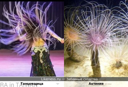 Танцовщица беллиданс Алекс Делора в танце напоминает морской цветок