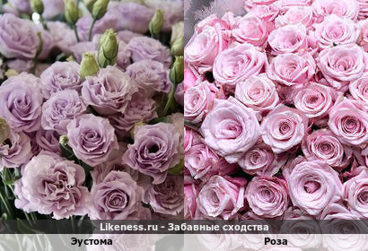 Цветы эустомы похожи на розу