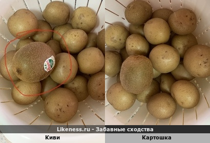 Киви похоже картошку