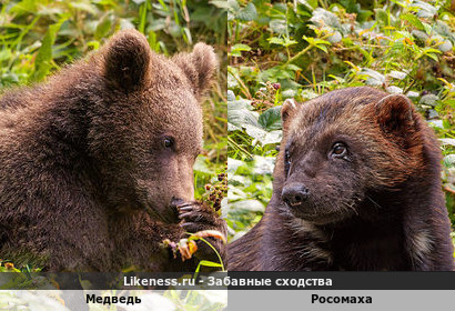 Росомаха похожа на медведя