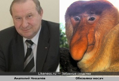 Мэр Читы Анатолий Михалёв похож на обезьяну