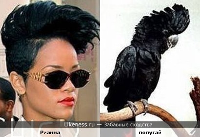 Рианна и попугай похожи:)
