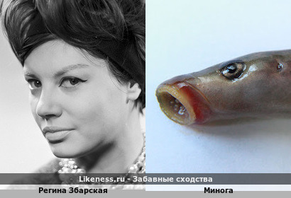 Регина Збарская напоминает Миногу