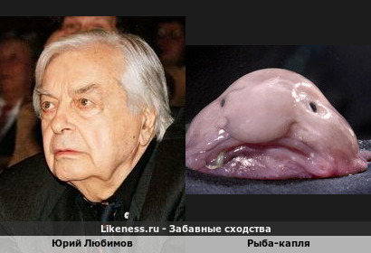 Юрий Любимов напоминает рыбу-каплю