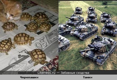 Черепахи похожи на танки.