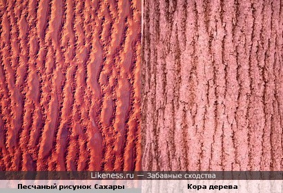 Песчаный рисунок Сахары (фото из космоса) похож на кору дерева.