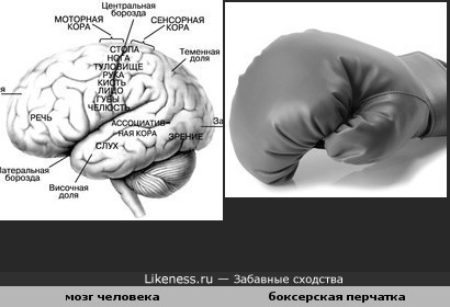 Мозг человека и боксерская перчатка