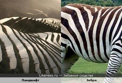 Ступенчатые холмы напоминают рисунок на шкуре зебры