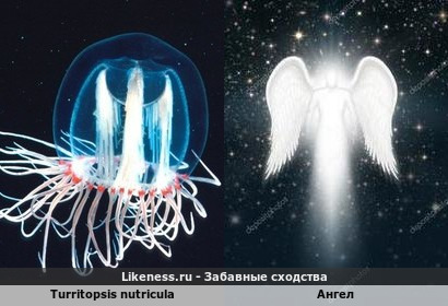 &quot;Бессмертная&quot; медуза похожа на ангела